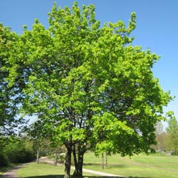 Erable champêtre / Acer campestre